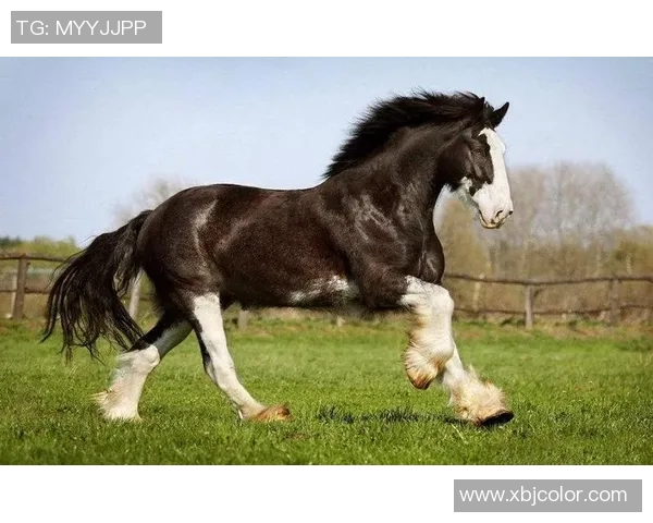 西人对阵阿拉维的精彩较量谁能在这场比赛中脱颖而出